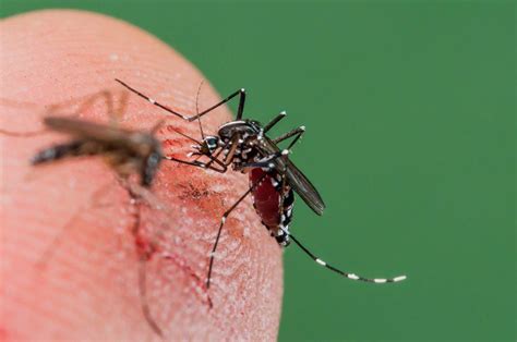 Female Of The Asian Tiger Mosquito Aedes Albopictus Biting On Human