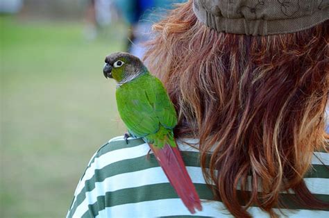 How To Get Parrots Off Your Shoulder Guide To Successfully Removing