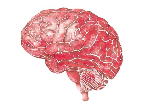 Struktur Des Menschlichen Gehirns Seite Seitenansicht Medizinische