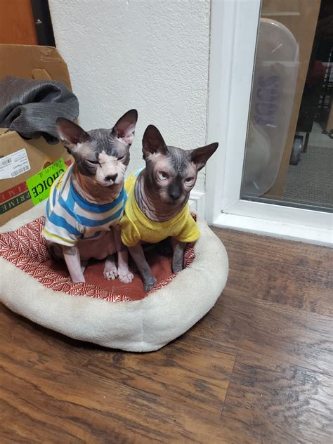 Sphynx Cats For Sale Las Vegas Nv 528223 Petzlover