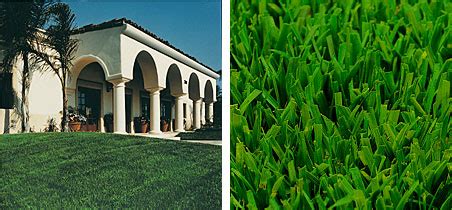 The best time to plant it is during peak growth periods in dwarf varieties of fescue commonly used in turfgrass mixes are prone to a fungal disease called. Stover Seed Company: Medallion II Dwarf Turf Type Tall ...