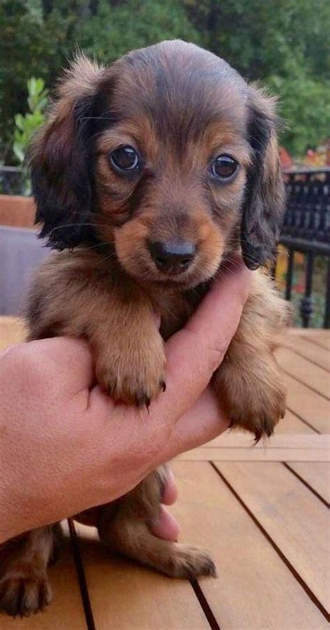 Maybe you would like to learn more about one of these? Find Out More On The Curious Daschund Pup Grooming #Daschund #daschundplanet #dachshundfacts ...