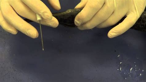 Lamprey Dissection Youtube