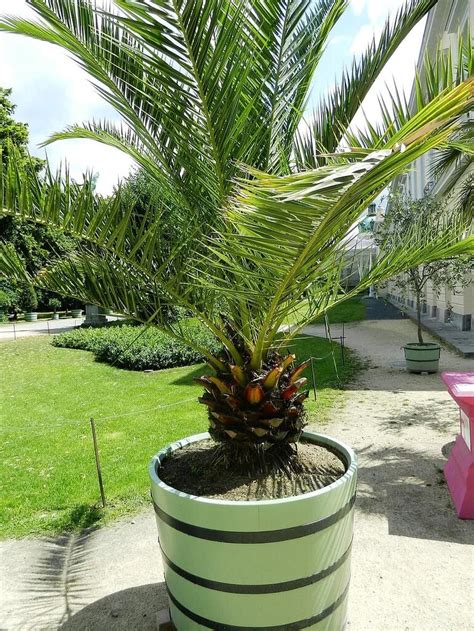How To Plant A Palm Tree In A Container