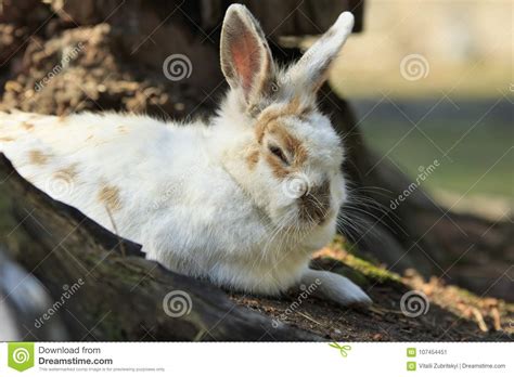 White Sleepy Rabbit Stock Image Image Of Closeup Side 107454451