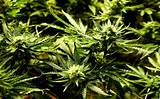Medical Marijuana Peer Reviewed Articles Pictures