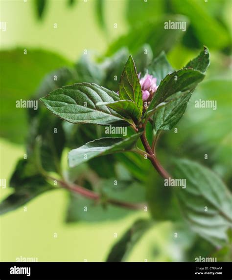 Peppermint Flowering Mentha Piperita Hi Res Stock Photography And