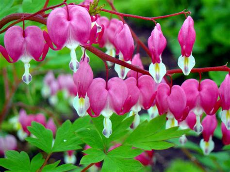 How To Grow And Care For A Bleeding Heart Lamprocapnos Spectabilis