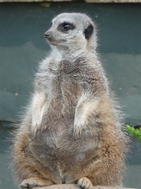 Pregnant Meerkat Flickr Photo Sharing