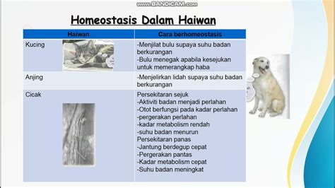 Homeostasis Dalam Haiwan Dan Tumbuhan Homeostasis Science Quiz