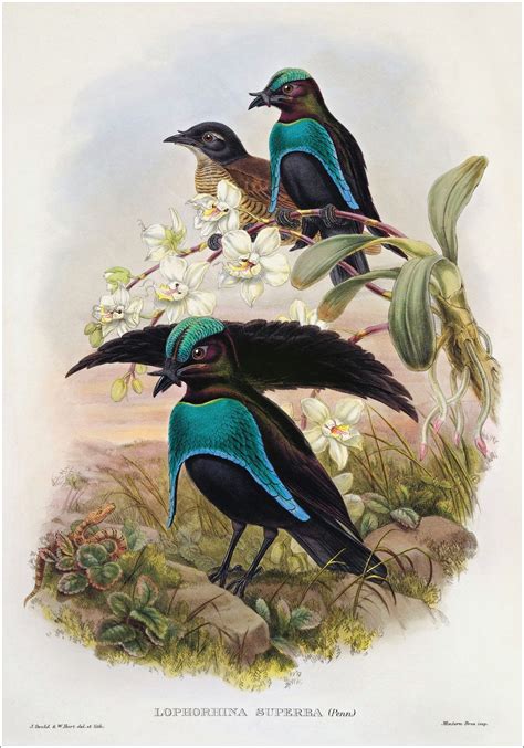 Richard Bowdler Sharpe Birds Of Paradise 21 Art Prints Art Birds