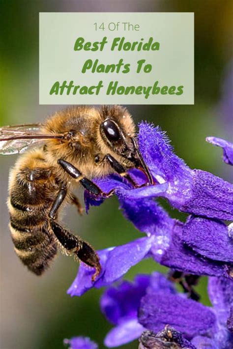 Best flowers for bees in vegetable garden. Best Florida Plants to Attract Honeybees in 2020 | Florida ...