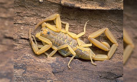 Experts Warn Arizonans To Watch Out For The Most Venomous Scorpion In