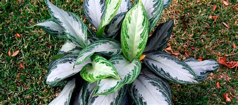 A chinese evergreen can get leggy if planted in a pot that is too small for its roots, or as a consequence of improper lighting conditions. How To Care For Aglaonema (Chinese Evergreen) - The Plant ...