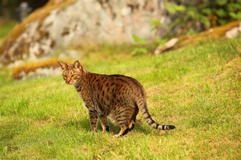 7 Of The Most Beautiful Large Cat Breeds In The World Page 3 Animal