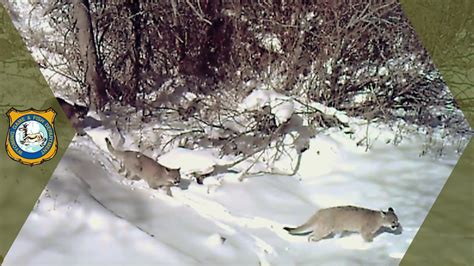 Wyoming Mountain Lions Trail Cam Footage Youtube