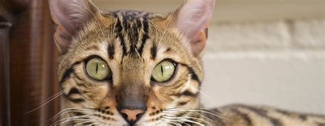 The most common of coats for bengals are spotted, marbled, and snow. Bengal Cat Price Guide - How Much Do Bengals Really Cost?
