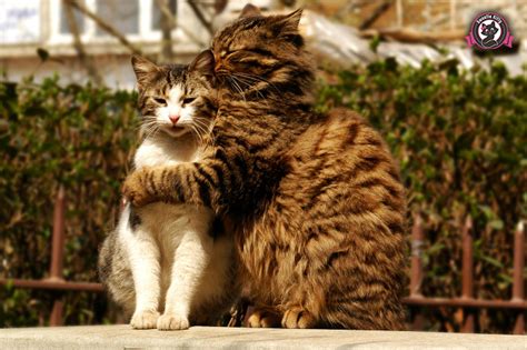 I already knew that cats groom each other for this purpose and also sometimes out of showing respect. Why Do Cats Lick Each Other? | Sweetie Kitty - 2018