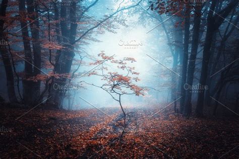 Mystical Forest In Fog In Autumn High Quality Nature Stock Photos