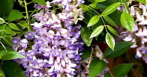 The Best Wisteria To Plant For Beautiful Spring Blooms Wisteria Plant