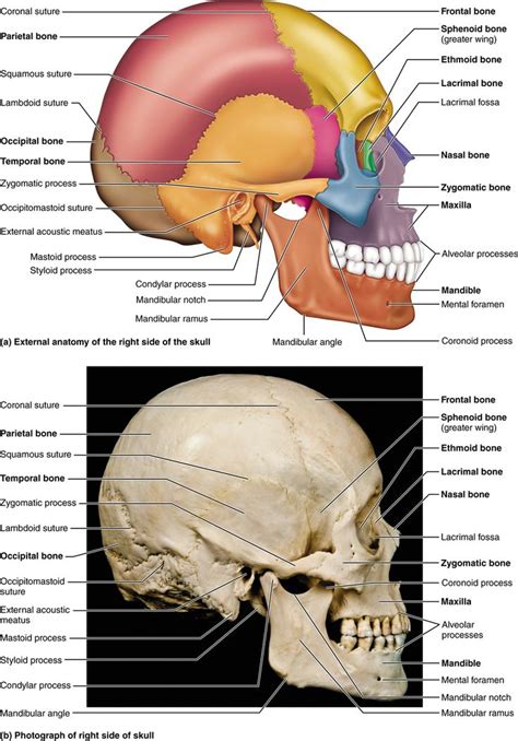 Human Anatomy Pearson Blank Skull The 206 Named Bones Of The Human