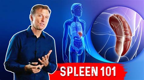 What Does The Spleen Do Drberg Explains Spleen Function