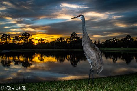 Wallpaper Birds Sunset Lake Water Nature Reflection Sky