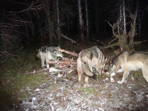 Wolves Eating A Moose Carcass In Alaska Alaska Huntdrop