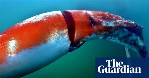 Best Footage Ever Of Elusive Giant Squid Captured In Japan R