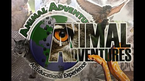 Animal Adventures Youtube