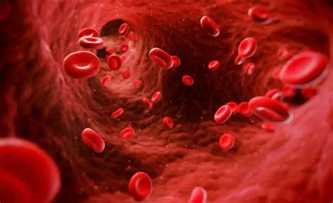¿qué Es Tejido Sanguíneo Su Definición Y Significado 2020