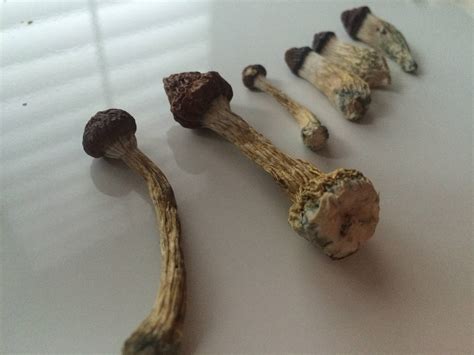 Dried Mushroom Identification Mushroom Hunting And Identification