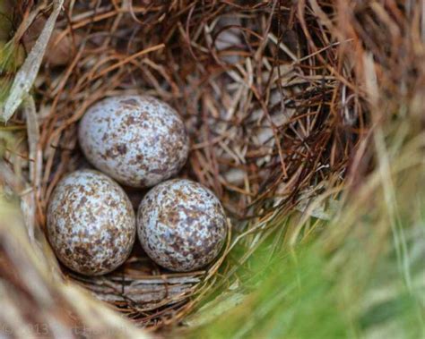 Sparrow Eggs What They Look Like When They Hatch And More