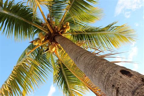 Tonyenglish Vn The Coconut Palm