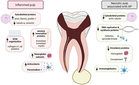 Frontiers Application Of Proteomics In Apical Periodontitis