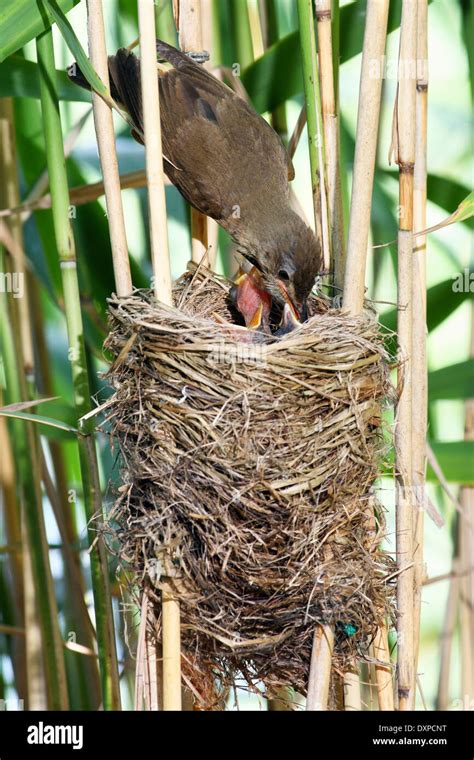 Great Reed Warbler Chick Fledgling Drosselrohrsänger Nest Im Schilf