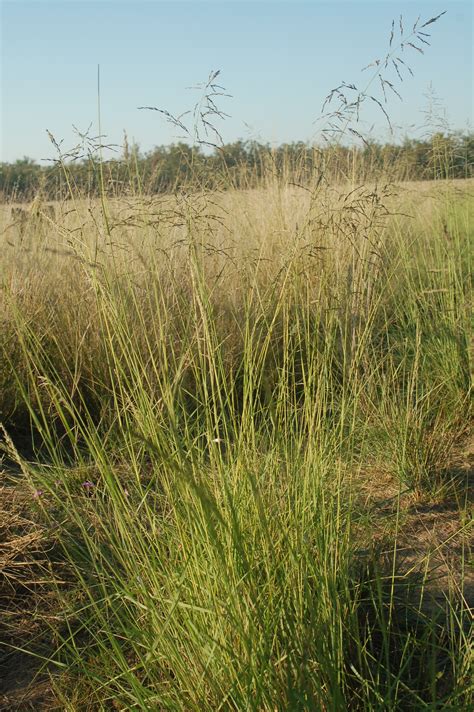 Since its inauguration, the festival has also been held in various locations near byron bay, new south wales, and woodford, queensland. Add fertiliser to fight weeds | Fresh Science