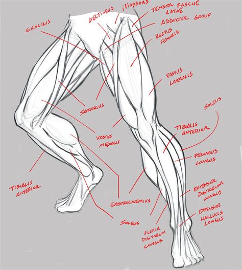 Pin by 길호찬 on 근육 다리 in Human anatomy drawing Human anatomy art Anatomy sketches