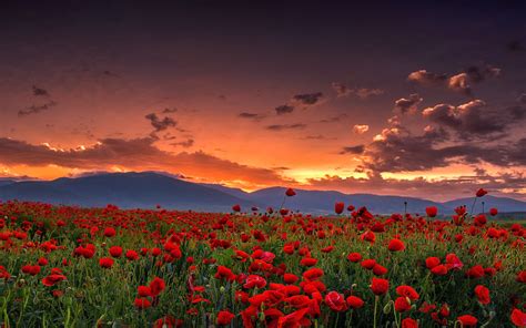 Download 1440x900 Wallpaper Poppy Farm Sunset Landscape Nature