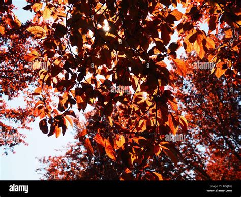 Red Leaved Tree With A Lush Crown Counterlight From The Sun Autumn