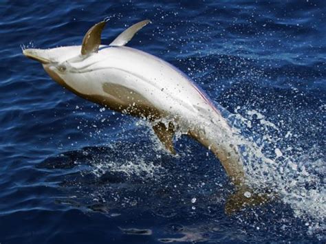 Whale And Dolphin Research In Ligurian Sea Italy Helping