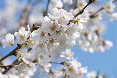 White Cherry Blossom Tree Goldposter Free Stock Photos