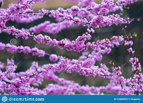 Chinese Redbud Blooming Flower In Spring Pink Tree Stock Image Image