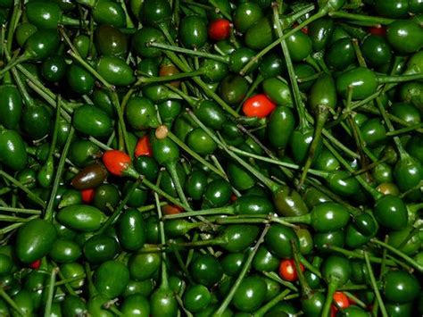 We did not find results for: Chile del Monte: El chilmonte se puede encontrar en el ...