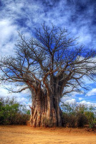 South African Indigenous Trees