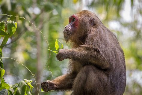 Stump Tailed Macaque Macaca Free Photo On Pixabay Pixabay