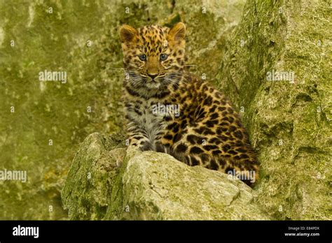 Extremely Rare Amur Leopard Cub Panthera Pardus Orientalis Laying On
