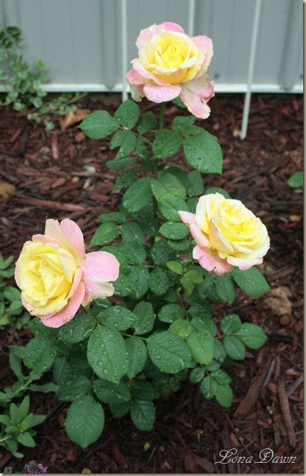 A Hocking Hills Garden Bellaroma Rose