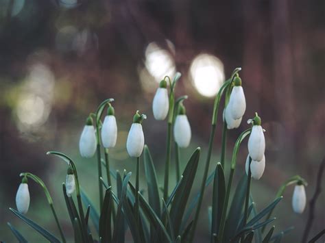 Snowdrop Hd Wallpapers