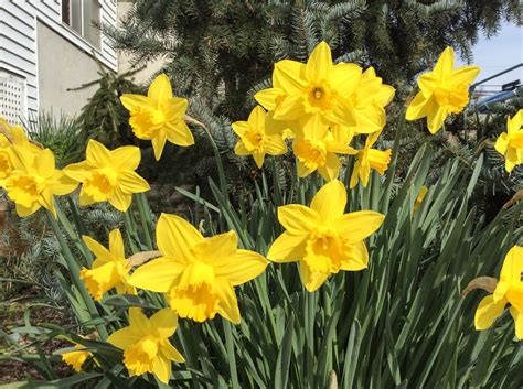 Beautiful Daffodils Facts Toxicity And A Symbol Of Hope Owlcation